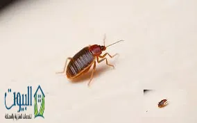 نصائح مكافحة الحشرات نصائح مكافحة الحشرات