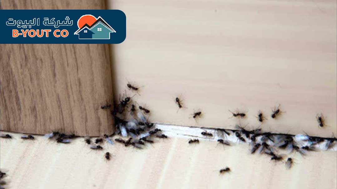 طريقة التخلص من النمل بشكل نهائي