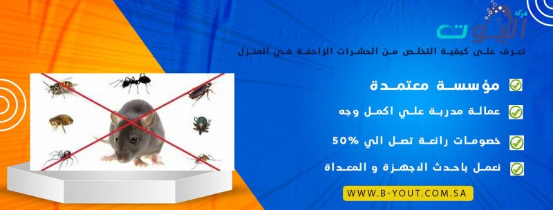 الحشرات من الكائنات التي تقلق كل سيدة منزل