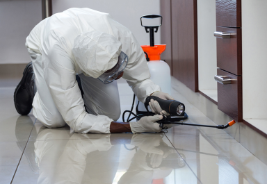 شركة مكافحة الحشرات بشقراء | 0536090236
