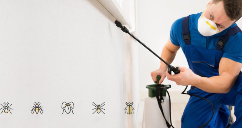 أرخص شركة مكافحة حشرات بالأفلاج