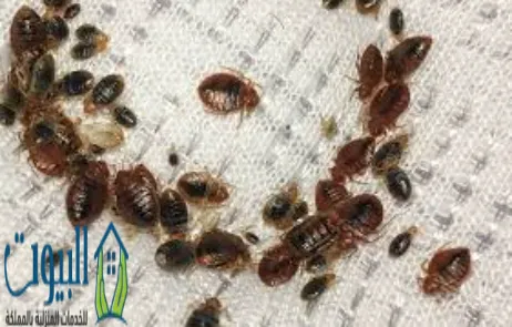 تجربتي في التخلص من البق