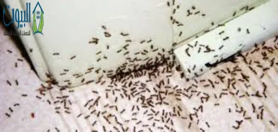 تجربتي في التخلص من النمل