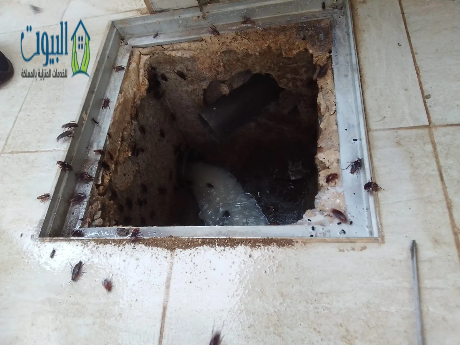 تجربتي في التخلص من الصراصير تجربتي في التخلص من الصراصير